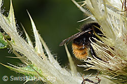 Bergwald-Hummel (Bombus wurflenii) auf Alpen-Kratzdistel (Cirsium spinosissimum) (F224659)
