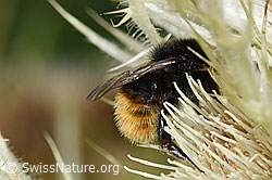 Bergwald-Hummel (Bombus wurflenii) auf Alpen-Kratzdistel (Cirsium spinosissimum) (F224660)