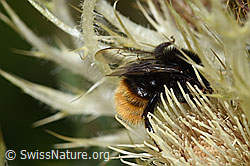 Bergwald-Hummel (Bombus wurflenii) auf Alpen-Kratzdistel (Cirsium spinosissimum) (F224661)