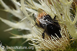 Bergwald-Hummel (Bombus wurflenii) auf Alpen-Kratzdistel (Cirsium spinosissimum) (F224663)