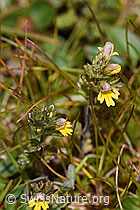 Zwerg-Augentrost (Euphrasia minima) (F224672)