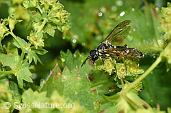F224680: Tenthredo brevicornis (Blattwespe)