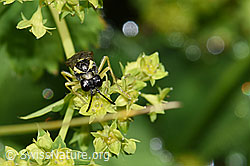 F224682: Tenthredo brevicornis (Blattwespe)