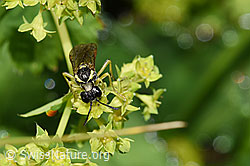 F224683: Tenthredo brevicornis (Blattwespe)