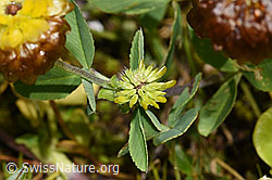 Braun-Klee (Trifolium badium) (F224689)