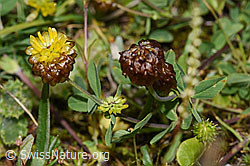 Braun-Klee (Trifolium badium) (F224690)