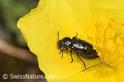 Dasytes obscurus (Wollhaarkäfer) auf Blume (F224693)