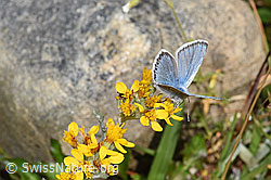 Himmelblauer Bläuling (Lysandra bellargus) an Grauem Greiskraut (Senecio incanus) (F224701)
