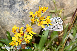 Himmelblauer Bläuling (Lysandra bellargus) an Grauem Greiskraut (Senecio incanus) (F224703)