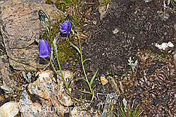 Scheuchzers Glockenblume (Campanula scheuchzeri) (F224708)
