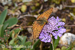 Ähnlicher Perlmuttfalter (Boloria napaea) auf Glänzender Skabiose (Scabiosa lucida) (F224715)