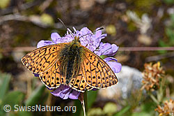 Glänzende Skabiose (Scabiosa lucida)