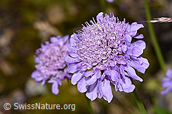 Glänzende Skabiose (Scabiosa lucida) (F224718)
