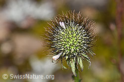 Glänzende Skabiose (Scabiosa lucida) (F224722)