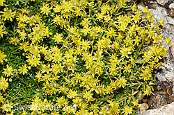 Bewimperter Steinbrech (Saxifraga aizoides) (F224757)