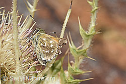 Weissfleckiger Kommafalter (Hesperia comma) auf Alpen-Kratzdistel (Cirsium spinosissimum) (F224762)
