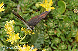 Schweizer Schillernder Mohrenfalter (Erebia tyndarus) an Bewimpertem Steinbrech (Saxifraga aizoides) (F224769)