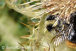 Berghummel (Bombus mesomelas) auf Alpen-Kratzdistel (Cirsium spinosissimum) (F224773)