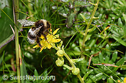 Berghummel (Bombus mesomelas)<br/>Bewimperter Steinbrech (Saxifraga aizoides)