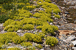 Bewimperter Steinbrech (Saxifraga aizoides) (F224783)