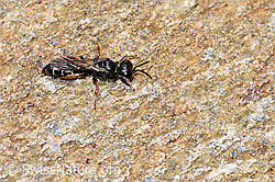 Crabro alpinus (Grabwespe) (F224790)