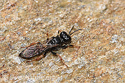 Crabro alpinus (Grabwespe) (F224791)