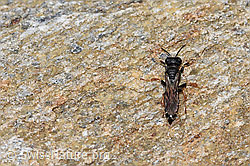 Crabro alpinus (Grabwespe) (F224792)