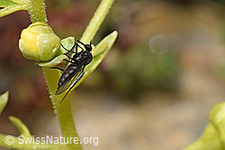 Tanzfliege der Gattung Hilara auf Bewimpertem Steinbrech (Saxifraga aizoides) (F224795)