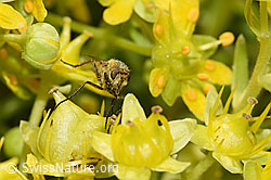 Gewöhnliche Stilettfliege (Thereva nobilitata) an Bewimpertem Steinbrech (Saxifraga aizoides) (F224804)