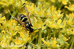 Waldwespe (Dolichovespula sylvestris) auf Bewimpertem Steinbrech (Saxifraga aizoides) (21.07.2022, F224817)