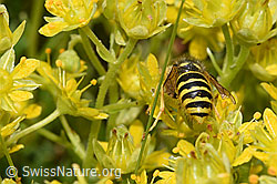 Waldwespe (Dolichovespula sylvestris) auf Bewimpertem Steinbrech (Saxifraga aizoides) (F224819) Waldwespe (Dolichovespula sylvestris) auf Bewimpertem Steinbrech (Saxifraga aizoides) (F224819)