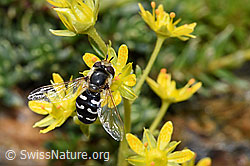 Späte Grossstirnschwebfliege (Scaeva pyrastri) auf Bewimpertem Steinbrech (Saxifraga aizoides) (F224836)