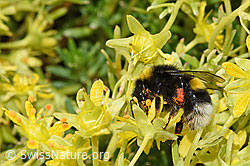 Bewimperter Steinbrech (Saxifraga aizoides)