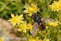 Bewimperter Steinbrech (Saxifraga aizoides)