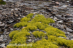 Bewimperter Steinbrech (Saxifraga aizoides) (F224846)