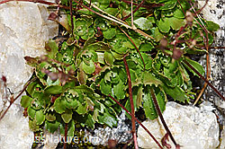 Sternblütiger Steinbrech (Saxifraga stellaris) (F224856)