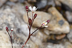 Sternblütiger Steinbrech (Saxifraga stellaris) (F224857)