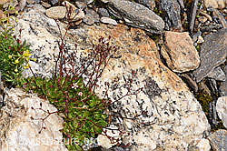 Sternblütiger Steinbrech (Saxifraga stellaris) (F224859)