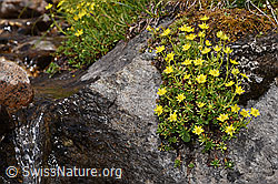 Bewimperter Steinbrech (Saxifraga aizoides) (F224862)