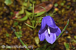 Scheuchzers Glockenblume (Campanula scheuchzeri) (21.07.2022, F224865)