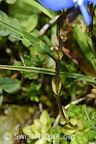 Bayrischer Enzian (Gentiana bavarica) (F224875)