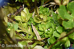 Bayrischer Enzian (Gentiana bavarica) (F224877)