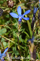 Bayrischer Enzian (Gentiana bavarica) (F224879)