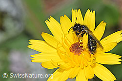 Grosse Zottelbiene (Panurgus banksianus) (F224887)