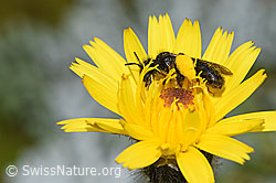 Grosse Zottelbiene (Panurgus banksianus) (F224891)