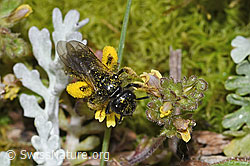 Grosse Zottelbiene (Panurgus banksianus)