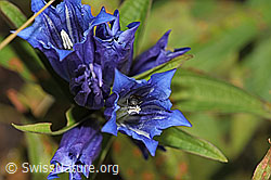 Gentiana asclepiadea (29.08.2022, F230079)