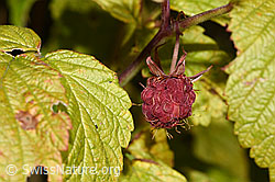 Foto: Himbeere (Rubus idaeus)