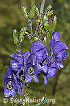 Foto: Dichtblütiger Eisenhut (Aconitum napellus ssp. vulgare)