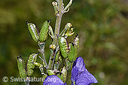 Foto: Dichtblütiger Eisenhut (Aconitum napellus ssp. vulgare)